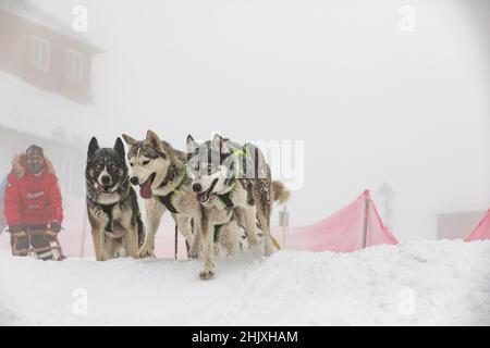 Musher hiding behind sleigh at sled dog race on snow in winter. Sledding with husky dogs in winter czech countryside. Group of hounds of dogs in a tea Stock Photo