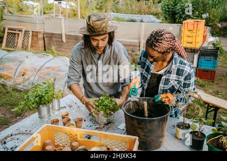 Female and male farmers planting at table in urban farm Stock Photo