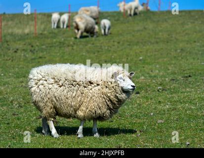 Texel Sheep, Marsh At TheNorth Sea Coast, Schleswig-Holstein, Germany Stock Photo