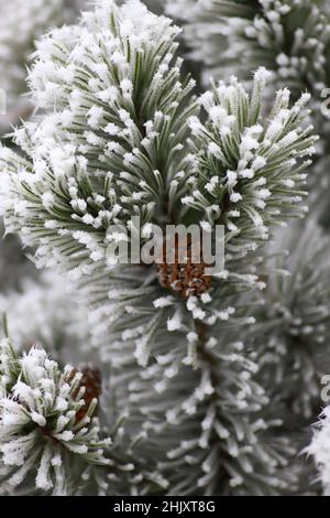 A frozen, frosty pine tree branch with pine cones on a cold winter day Stock Photo