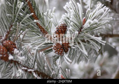 A frozen, frosty pine tree branch with pine cones Stock Photo