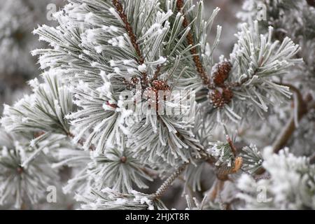 Close-up of pine branch with a cone frost frost on all needles of pine Stock Photo