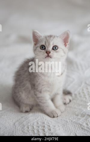 Cute tabby Scottish short hair silver kitten. Dreaming kittens sleep on a bed under warm white blanket. Pets sleep at cozy home. Top down view web Stock Photo