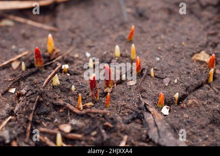Closeup of group of new growing peonies sprouts of yellow and red colors on wet land in garden in daytime. Observing nature waking up after winter Stock Photo
