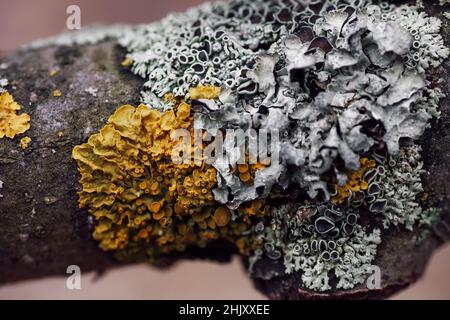 Closeup of aged apple tree with trunk full of gray and yellow moss in forest in daytime on blurry background. Natural texture. Observing nature while Stock Photo