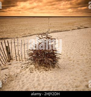 Old Christmas tree used as a sand trap to help form dunes on St Annes beach Stock Photo