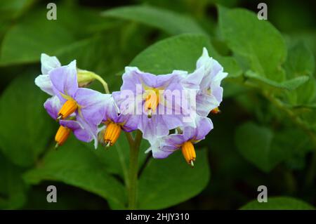 Lavender/Lilic/Mauve Potato Flowers 'Golden Wonder' grown in the Vegetable Garden at RHS Garden Harlow Carr, Harrogate, Yorkshire, UK. Stock Photo