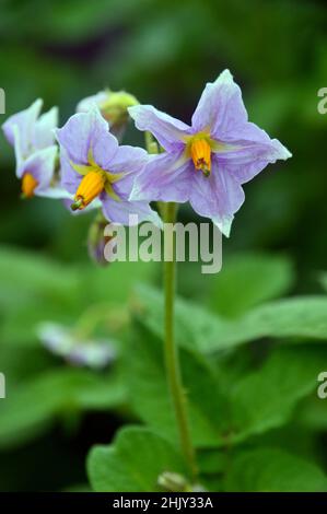 Lavender/Lilic/Mauve Potato Flowers 'Golden Wonder' grown in the Vegetable Garden at RHS Garden Harlow Carr, Harrogate, Yorkshire, UK. Stock Photo