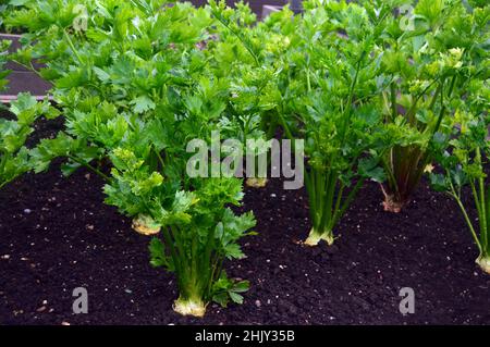 Celeriac (Apium graveolens ) 'Asterix F1' Vegetables Plant grown in the Vegetable Garden at RHS Garden Harlow Carr, Harrogate, Yorkshire, UK. Stock Photo