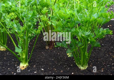 Celeriac (Apium graveolens ) 'Asterix F1' Vegetables Plant grown in the Vegetable Garden at RHS Garden Harlow Carr, Harrogate, Yorkshire, UK. Stock Photo