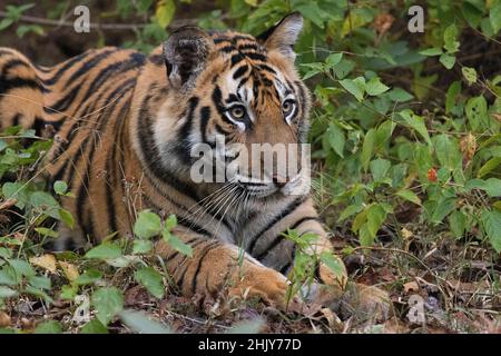 Royal Bengal Tiger, Panthera tigris, cub, Bandhavgarh Tiger Reserve, Madhya Pradesh, India Stock Photo