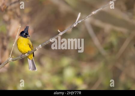 Black-crested Bulbul, Rubigula flaviventris, Uttarakhand, India Stock Photo