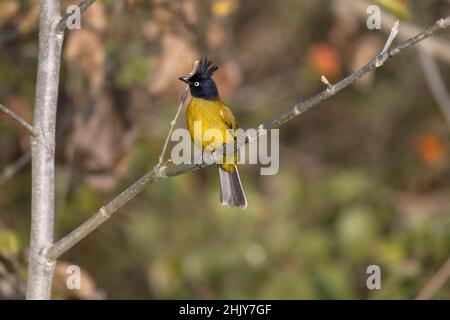 Black-crested Bulbul, Rubigula flaviventris, Uttarakhand, India Stock Photo