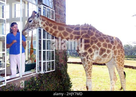 BRYONY ANDERSON GREETING A ROTHSCHILD GIRAFFE THROUGH HER FRONT WINDOW.  AT THEIR MANOR HOUSE HOME IN NAIROBI, KENYA, THE ANDERSONS HAVE MORE THAN A DOZEN WILD GIRAFFE, WHO COME TWICE A DAY AND PUT THEIR HEADS THROUGH THE WINDOWS AND DOORS OF THE MANOR HOUSE TO HAVE THEIR FAVOURITE SNACK OF FRESH FRUIT. THE ROTHSCHILD GIRAFFES WERE REDUCED LESS THAN 150 WORLDWIDE BUT WITH THE HELP OF THE EFFORTS OF GIRAFFE MANOR, THE WORLD POPULATION HAS GROWN TO 350.  PICTURE: GARYROBERTSPHOTO.COM Stock Photo