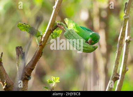 Green-rumped Parrotlet, Forpus passerinus, eating okra in an agricultural field. Stock Photo