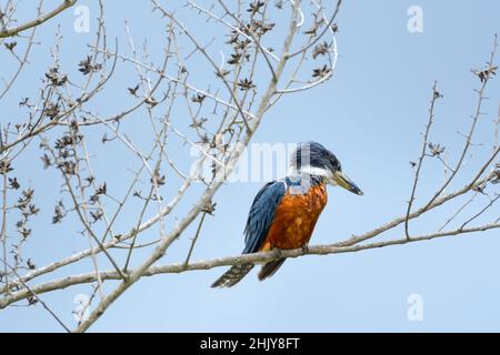 Color splash of a Ringed Kingfisher bird, Megaceryle torquata, perching in a tree of dead branches and a gray blue-gray background. Stock Photo