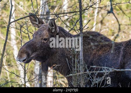 A close-up of a moose living in the wild in Polish forests, a male moose without antlers Stock Photo