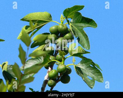 Fig close-up Stock Photo