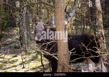 A close-up of a moose living in the wild in Polish forests, a male moose without antlers Stock Photo