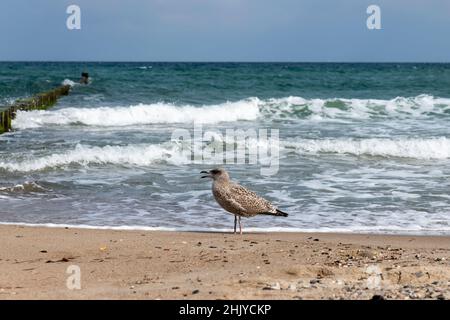 Brown Herring Gull stands screaming on a wooden pole on the sandy beach of the Baltic Sea Stock Photo