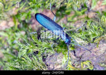 Beetle from family Oedemeridae commonly known as false blister beetles, genus Ischnomera. Stock Photo