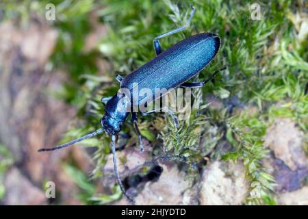 Beetle from family Oedemeridae commonly known as false blister beetles, genus Ischnomera. Stock Photo