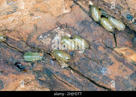 Eggs of aphids that live under tree bark and suck sap with a long mouth apparatus many times longer than their body. Stock Photo