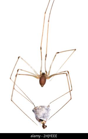 Pholcus phalangioides, commonly known as daddy long-legs spider or long-bodied cellar spider at home. With a hunted other spider - jumping spider. Stock Photo