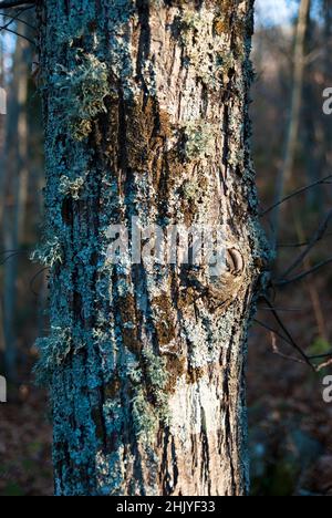 Tree trunk in forest with blue and grayish lichens attached to it in autumn, vertical Stock Photo