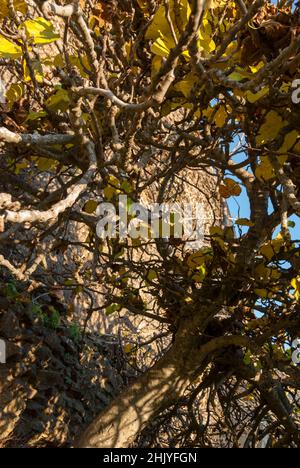 Fig tree in winter with few leaves seen from below with blue sky Stock Photo