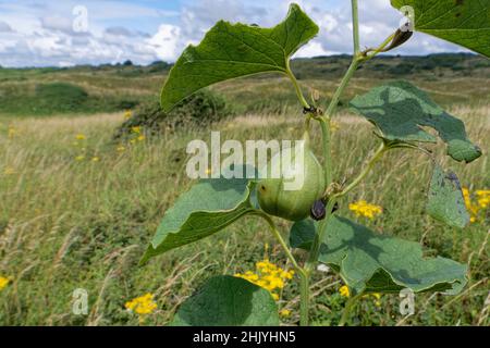 European birthwort / Dutchman’s pipe (Aristolochia clematitis) with developing fruit capsule among coastal sand dunes, Merthyr Mawr Warren NNR, Glamor Stock Photo