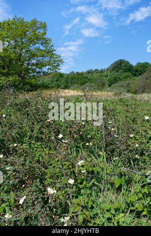Dense stand of Burnet Rose (Rosa pimpinellifolia) flowering on coastal sand dunes, Merthyr Mawr Warren NNR, Bridgend, Glamorgan, Wales, UK, May. Stock Photo