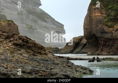 Two fur seal cubs in a tidal pool at the seal colony on Wharariki Beach, New Zealand Stock Photo