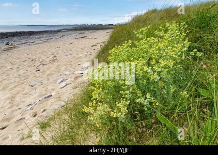 Sea spurge (Euphorbia paralias) clump flowering in sand dunes behind a sandy sea shore, Merthyr Mawr NNR, Glamorgan, Wales, UK, July. Stock Photo