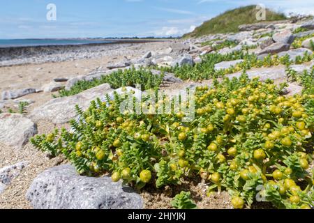 Sea sandwort (Honckenya peploides) clumps with maturing fruit capsules high on a sea shore, Merthyr Mawr NNR, Glamorgan, Wales, UK, July. Stock Photo