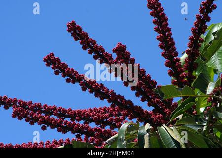 Schefflera Actinophylla in Bermuda Stock Photo