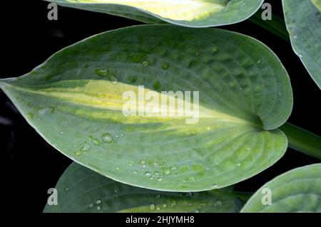 Raindrops on Green/Yellow Hosta 'Paradise Glory' Leaves grown in the Borders at RHS Garden Harlow Carr, Harrogate, Yorkshire, UK. Stock Photo