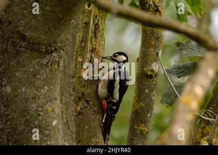 Greater Spotted Woodpecker on a tree Stock Photo