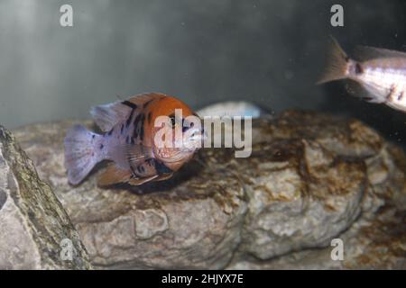 Closeup of the Labidochromis sp. 'Hongi'. Hongi red top fish. Stock Photo