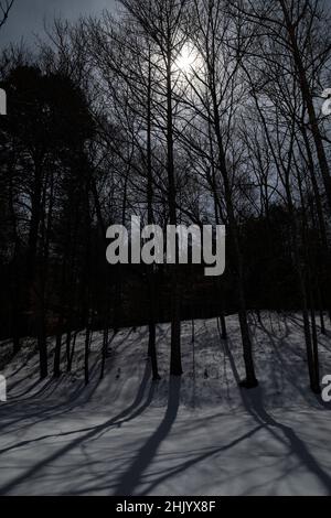 Shadows from the first full moon of 2022 (Wolf Moon) from trees cast on fresh snow. Stock Photo