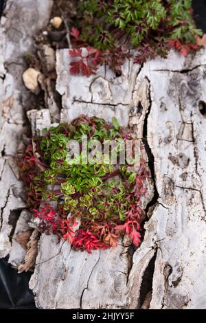 Detail of a colourful red and green wild plant growing from a decaying tree trunk Stock Photo