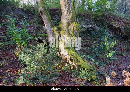 Whimsical moss on growing trees in the forest. Stock Photo