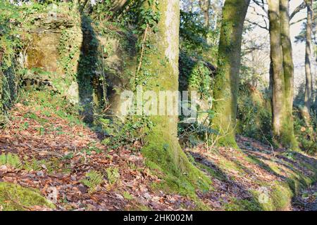 Whimsical moss on growing trees in the forest. Stock Photo