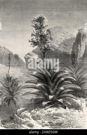 Aechmea Paniculata in Bloom, southern Peru. South America. Old 19th century engraved illustration from Journey across South America by Paul Marcoy, Le Tour du Monde 1870 Stock Photo