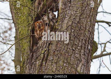 Beautiful little owl Little Owl - Strix aluco sitting in a hollowed out tree trunk. Stock Photo