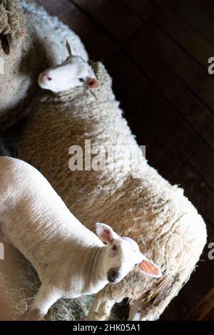 Sheep family with baby lamb in barn on small rural farm in Pennsylvania, USA