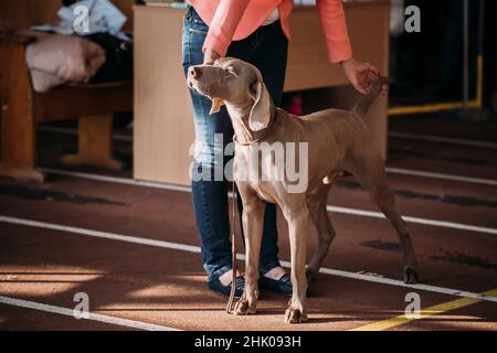 The Weimaraner is a large dog that was originally bred for hunting in the early 19th century. Early Weimaraners were used for hunting smaller animals