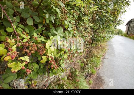 unripe blackberry bramble bushes by the side of the road langdale valley, lake district, cumbria, england, uk Stock Photo