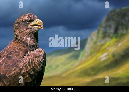 Golden eagle (Aquila chrysaetos) close-up portrait in the Scottish Highlands, Scotland Stock Photo