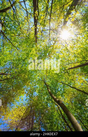Spring Summer Sun Shining Through Canopy Of Tall Trees Woods. Sunlight In Deciduous Forest, Summer Nature. Upper Branches Of Trees Background.